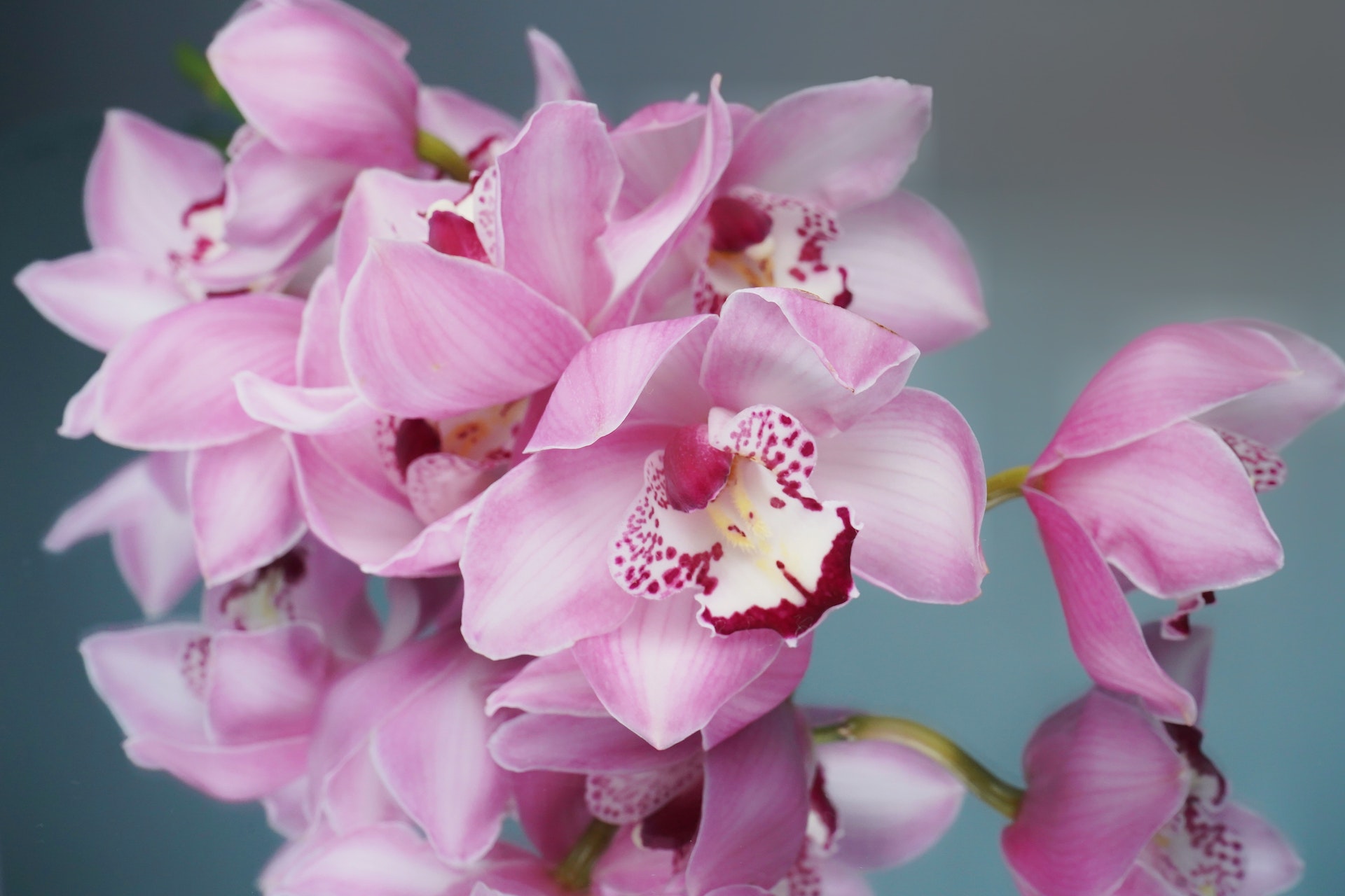 image of pink and white orchid blossoms